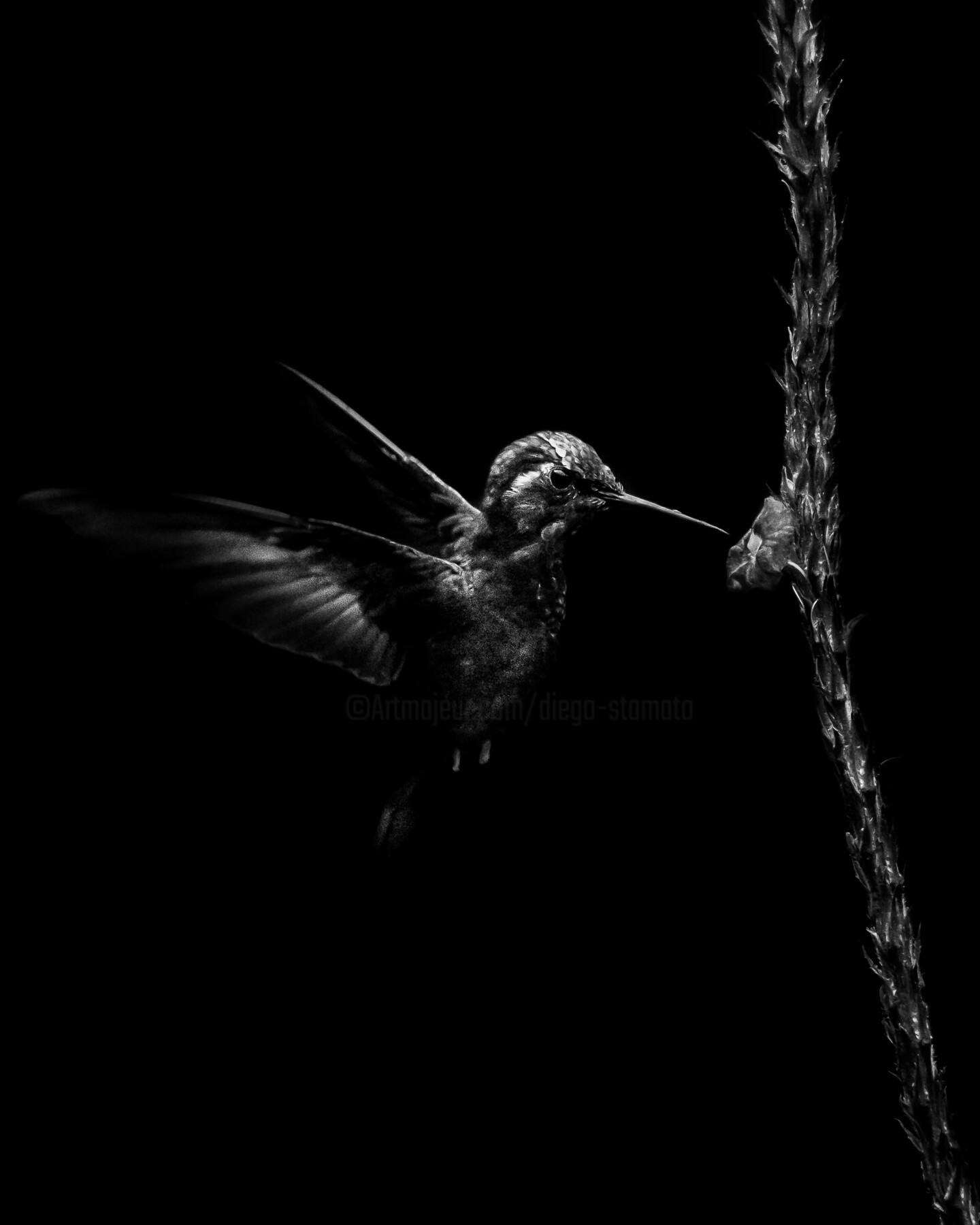 Diego Stamato - Hummingbird